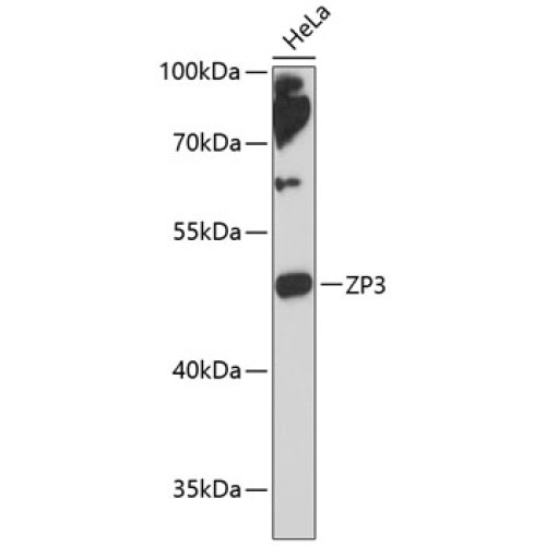 ZP3 Rabbit pAb
