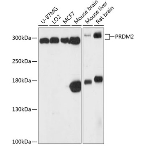 PRDM2 Rabbit pAb