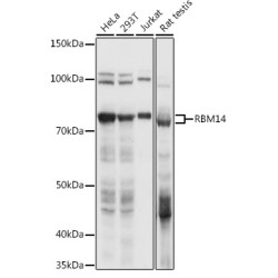 RBM14 Rabbit pAb