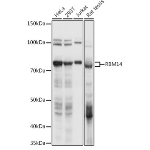 RBM14 Rabbit pAb