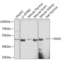 SNX5 Rabbit pAb