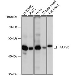 PARVB Rabbit pAb