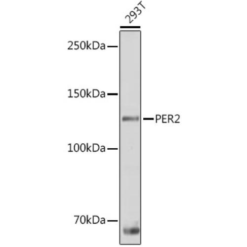 PER2 Rabbit pAb