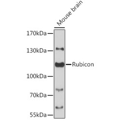 Rubicon Rabbit pAb