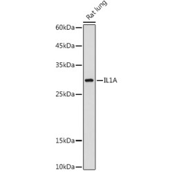 IL-1 alpha Rabbit pAb