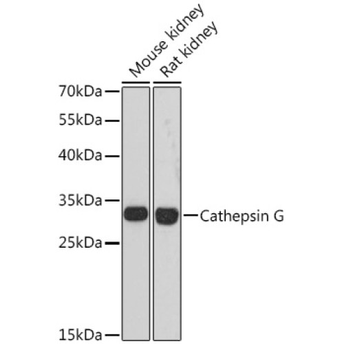Cathepsin G Rabbit pAb