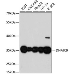 DNAJC9 Rabbit pAb