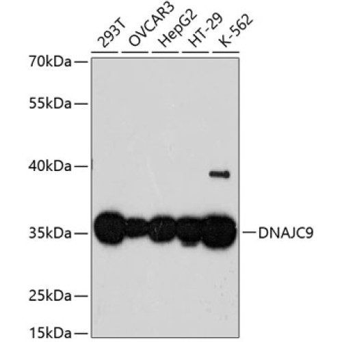 DNAJC9 Rabbit pAb