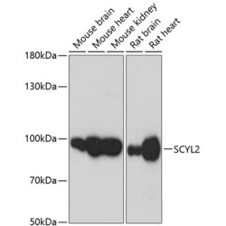 SCYL2 Rabbit pAb