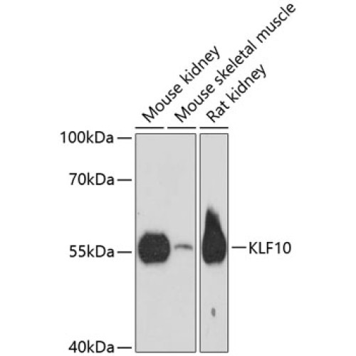 KLF10 Rabbit pAb