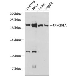 FAM208A Rabbit pAb