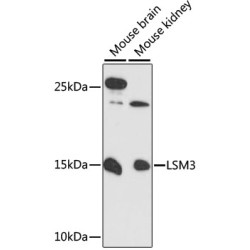 LSM3 Rabbit pAb
