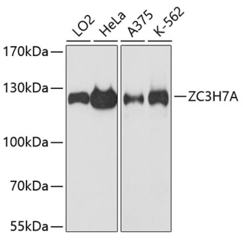ZC3H7A Rabbit pAb