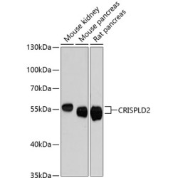 CRISPLD2 Rabbit pAb