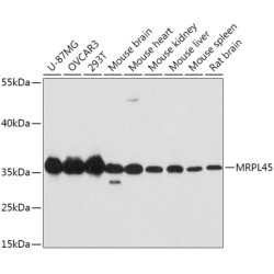 MRPL45 Rabbit pAb
