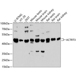 ACTRT3 Rabbit pAb