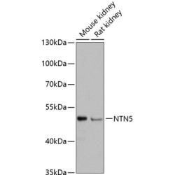 NTN5 Rabbit pAb