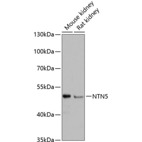 NTN5 Rabbit pAb