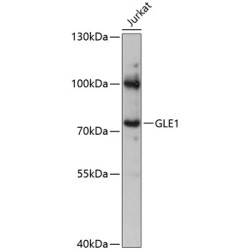 GLE1 Rabbit pAb