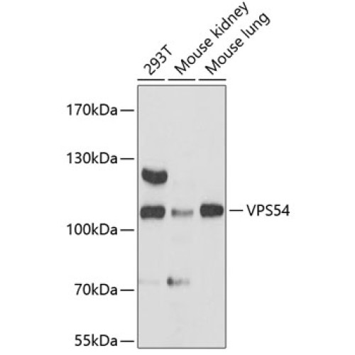 VPS54 Rabbit pAb