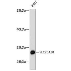 SLC25A38 Rabbit pAb