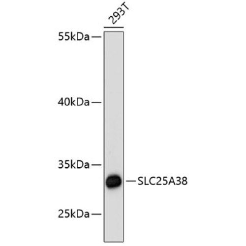 SLC25A38 Rabbit pAb