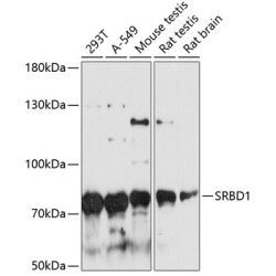 SRBD1 Rabbit pAb