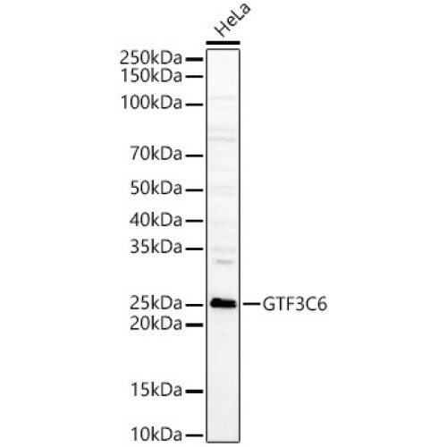 GTF3C6 Rabbit pAb