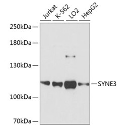 SYNE3 Rabbit pAb
