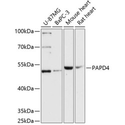 PAPD4 Rabbit pAb