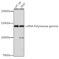 DNA Polymerase gamma Rabbit mAb