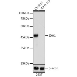 [KO Validated] IDH1 Rabbit pAb
