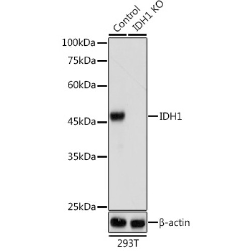 [KO Validated] IDH1 Rabbit pAb