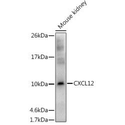 CXCL12 Rabbit pAb
