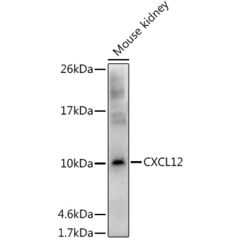 CXCL12 Rabbit pAb