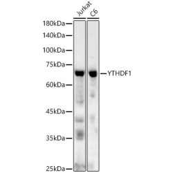 YTHDF1 Rabbit pAb