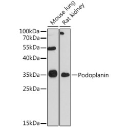 Podoplanin Rabbit pAb