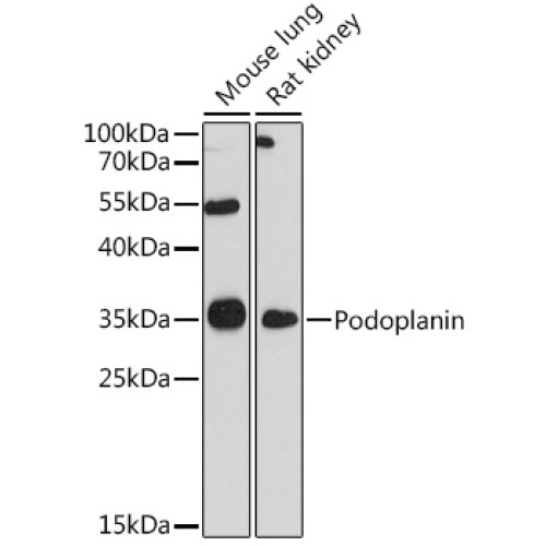 Podoplanin Rabbit pAb