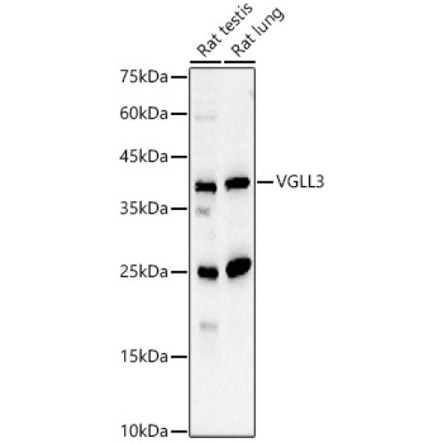 VGLL3 Rabbit pAb