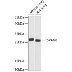 TSPAN8 Rabbit pAb