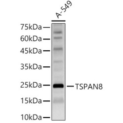 TSPAN8 Rabbit pAb
