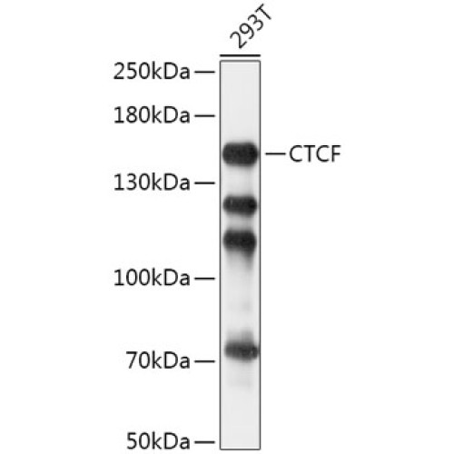 CTCF Rabbit pAb