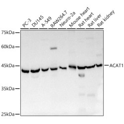 ACAT1 Rabbit pAb