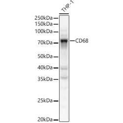 CD68 Rabbit pAb