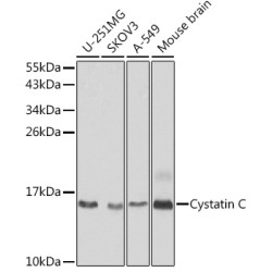 Cystatin C Rabbit pAb