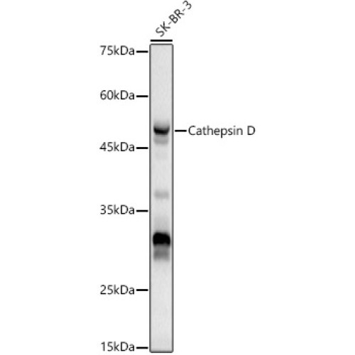 Cathepsin D Rabbit pAb