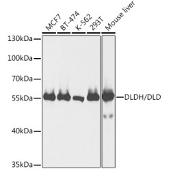 DLDH/DLD Rabbit pAb