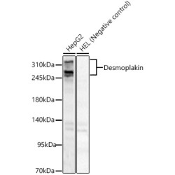 Desmoplakin Rabbit pAb