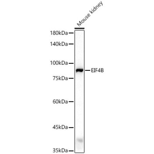 EIF4B Rabbit pAb