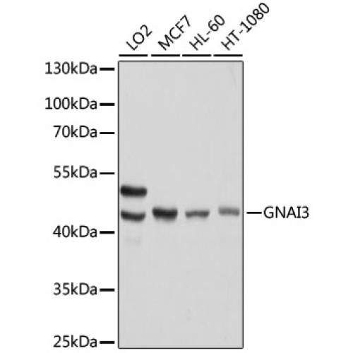 [KO Validated] GNAI3 Rabbit pAb